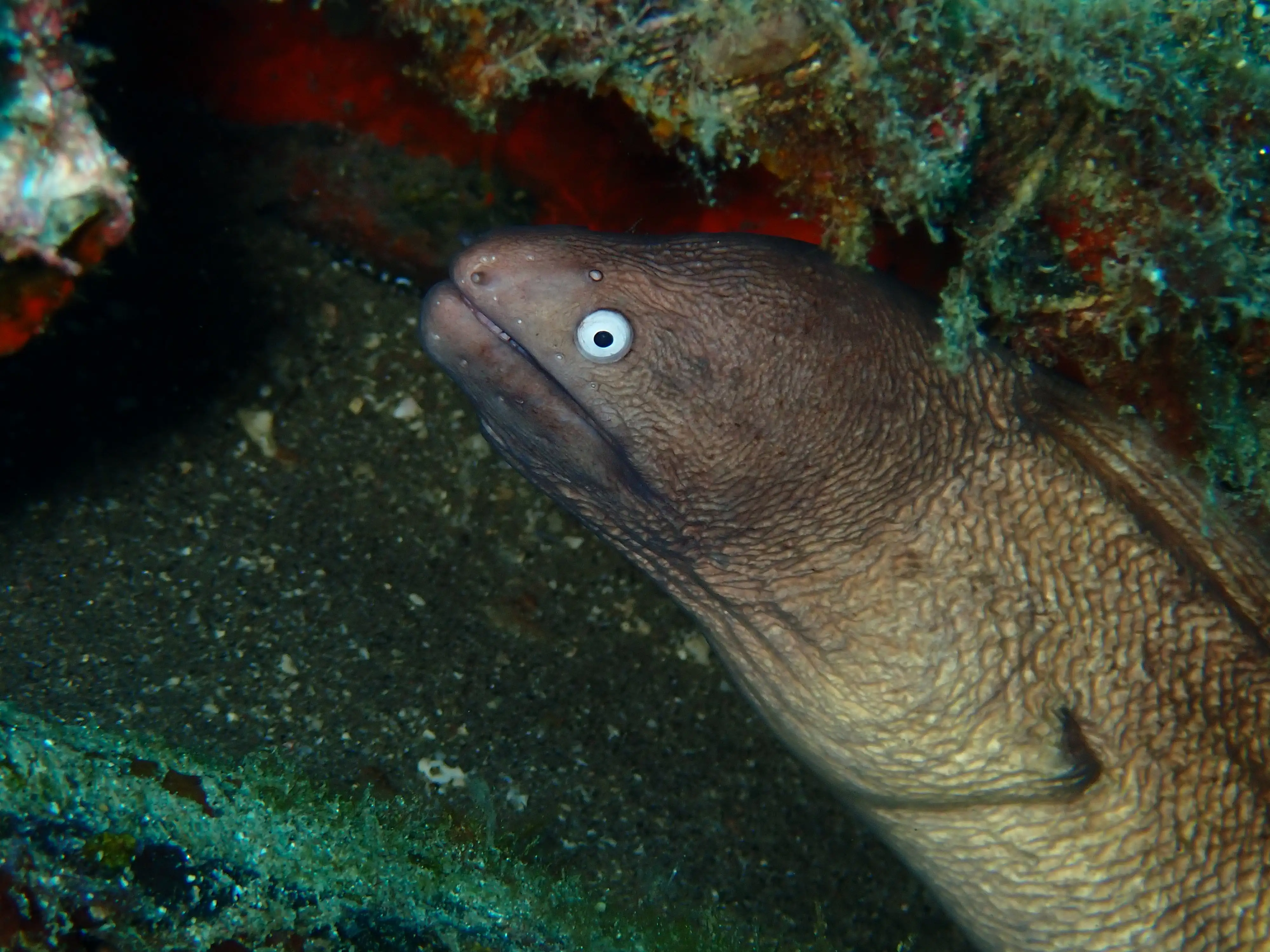 White eye moray eel - La Tortue house reef - 12m